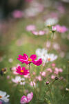 格桑花
