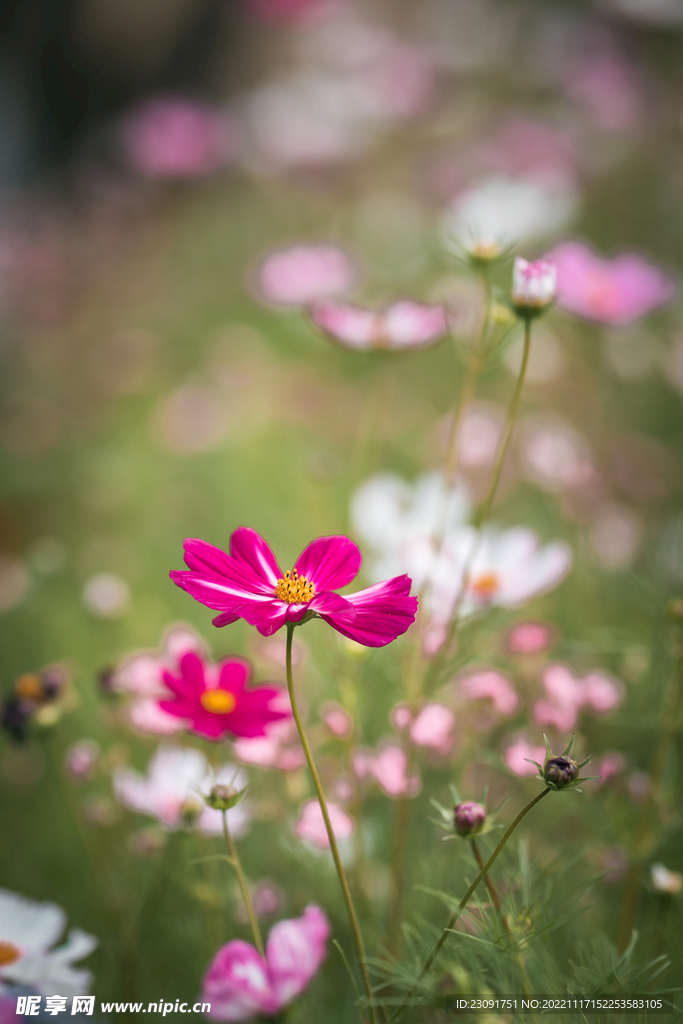 格桑花