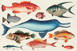 海洋生物合集