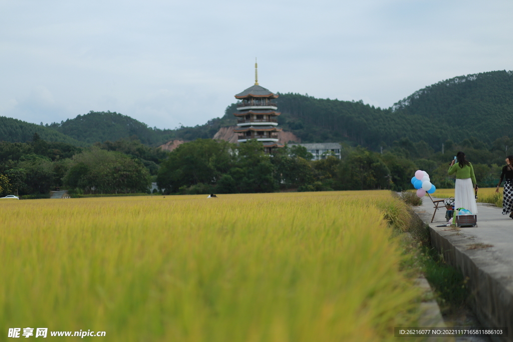 稻田风景