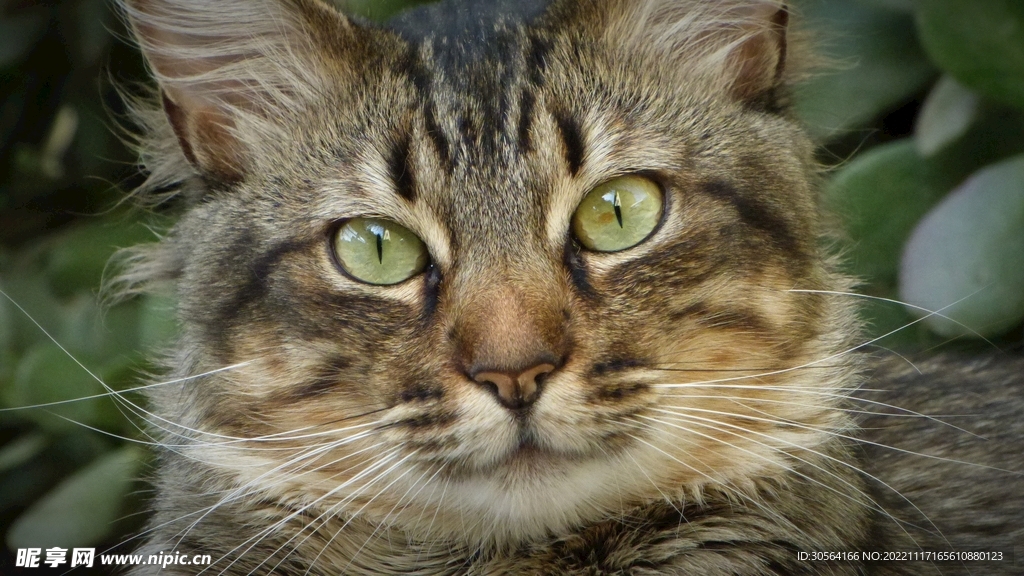 猫