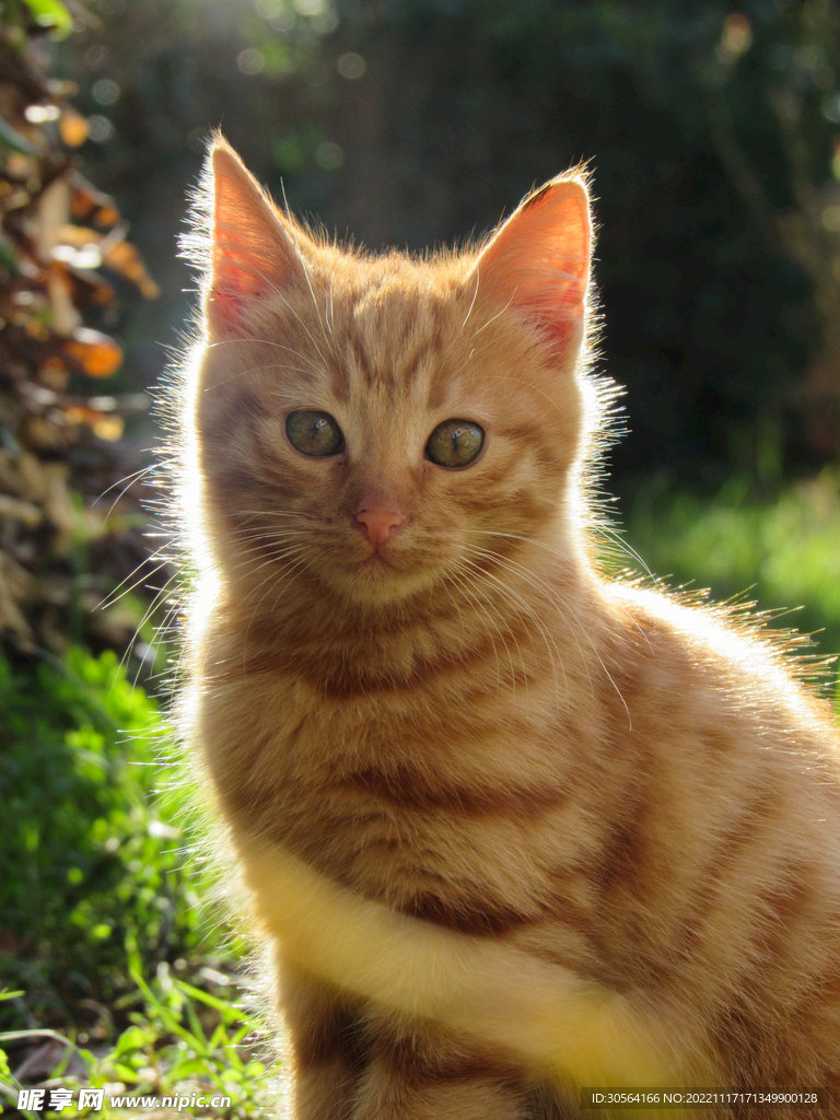 猫咪