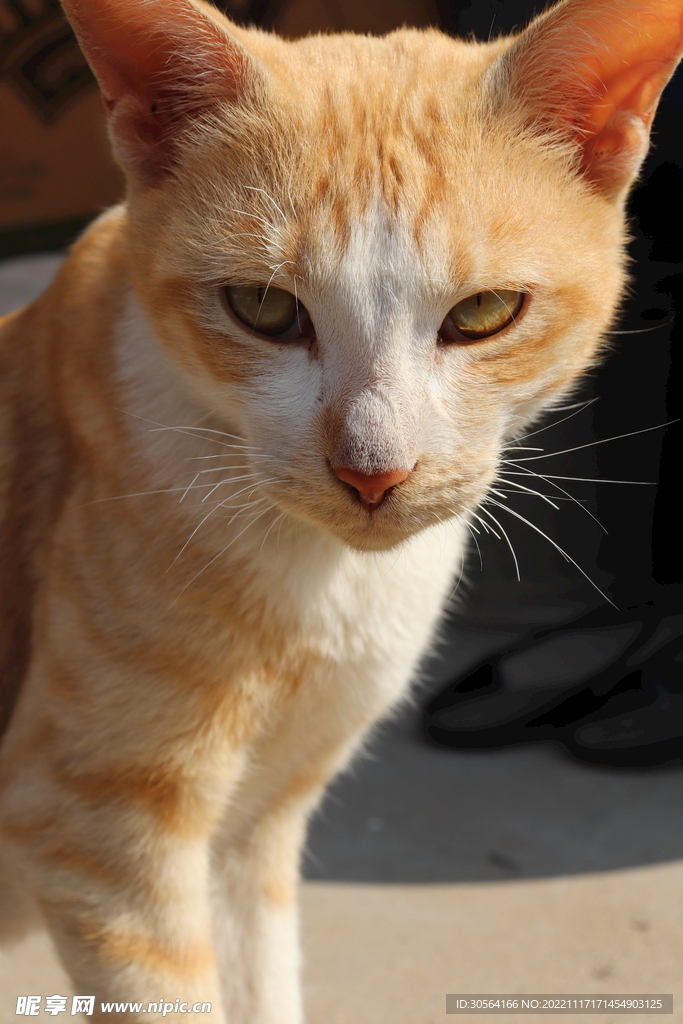 猫咪