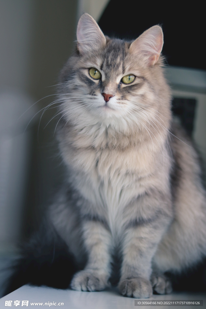 猫咪
