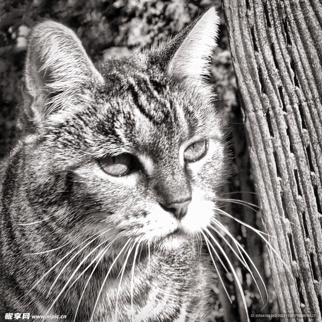 猫咪