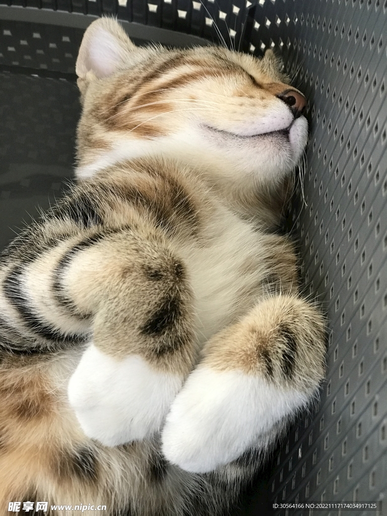 猫咪