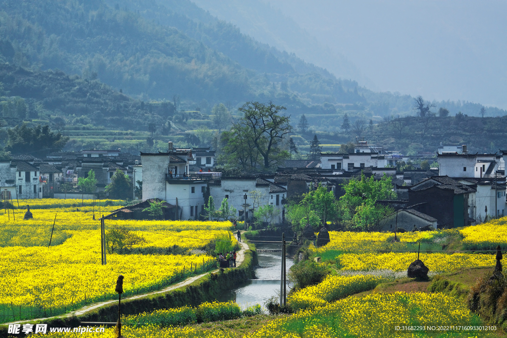 油菜花背景图