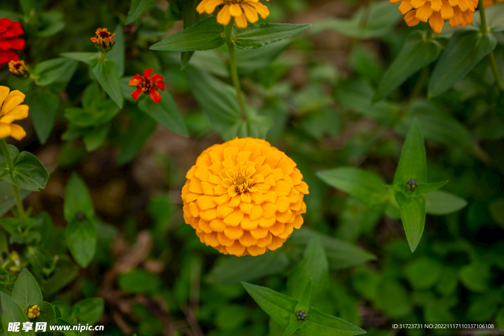 雏菊 