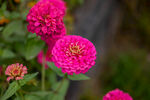 雏菊 