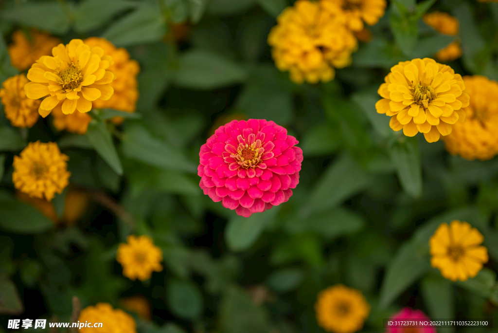 雏菊 