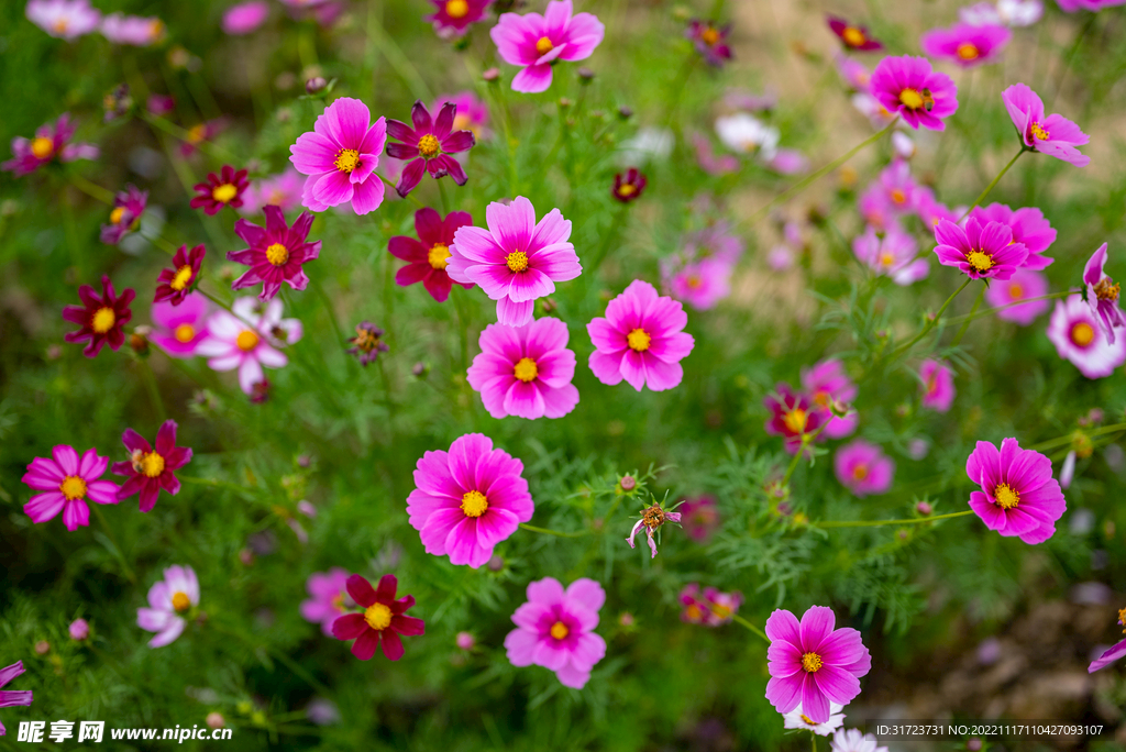 雏菊 