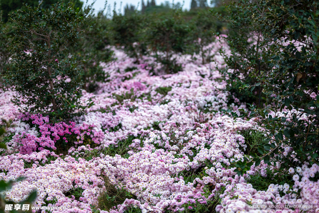 雏菊 