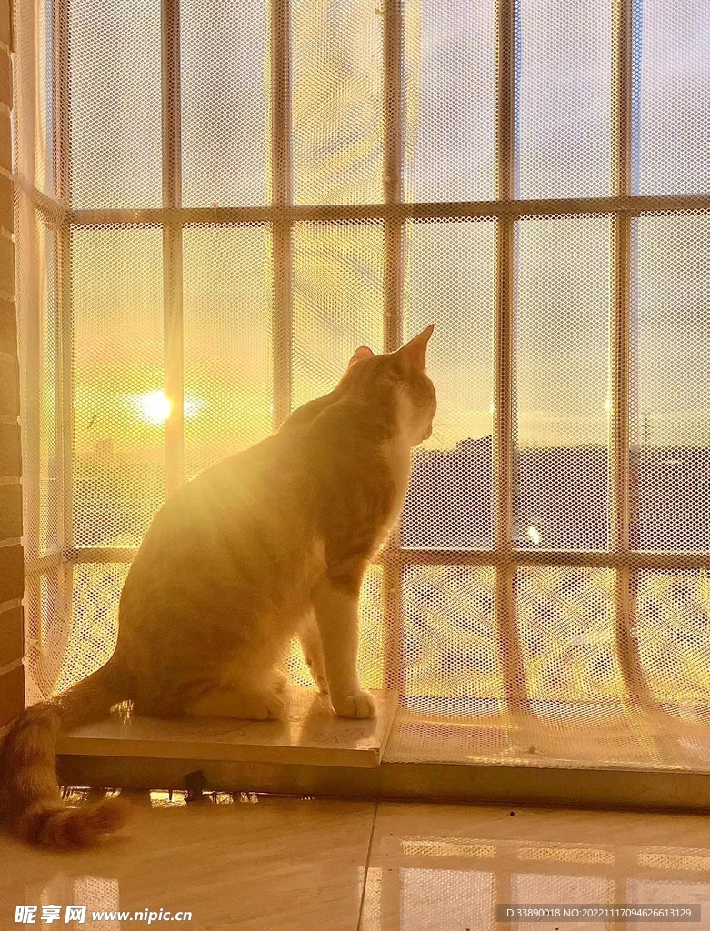 夕阳橘猫