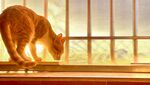夕阳橘猫