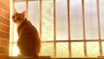 夕阳橘猫
