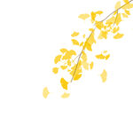 秋叶手绘黄色银杏叶免扣叶子插画