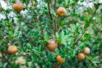 茶树 茶籽 茶油 茶山 茶果