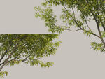 景观树枝树叶元素PSD素材