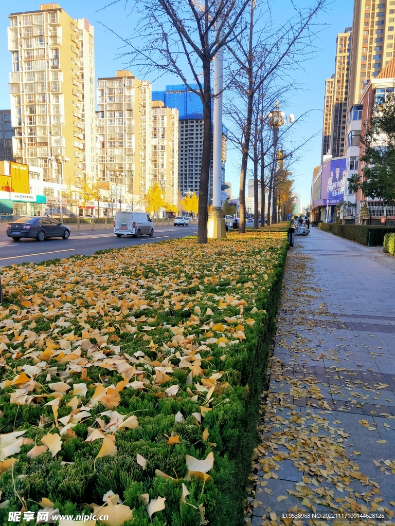 银杏美景秋天落叶街景