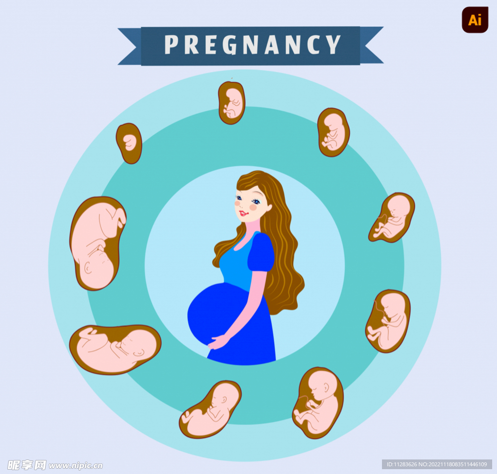 胎儿发育过程