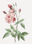 花朵粉色