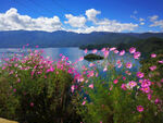 泸沽湖格桑花