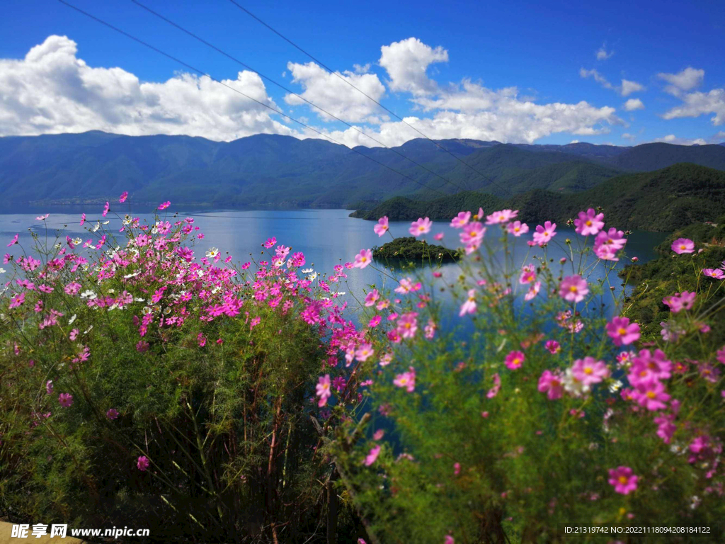 泸沽湖格桑花