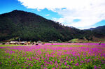 泸沽湖格桑花
