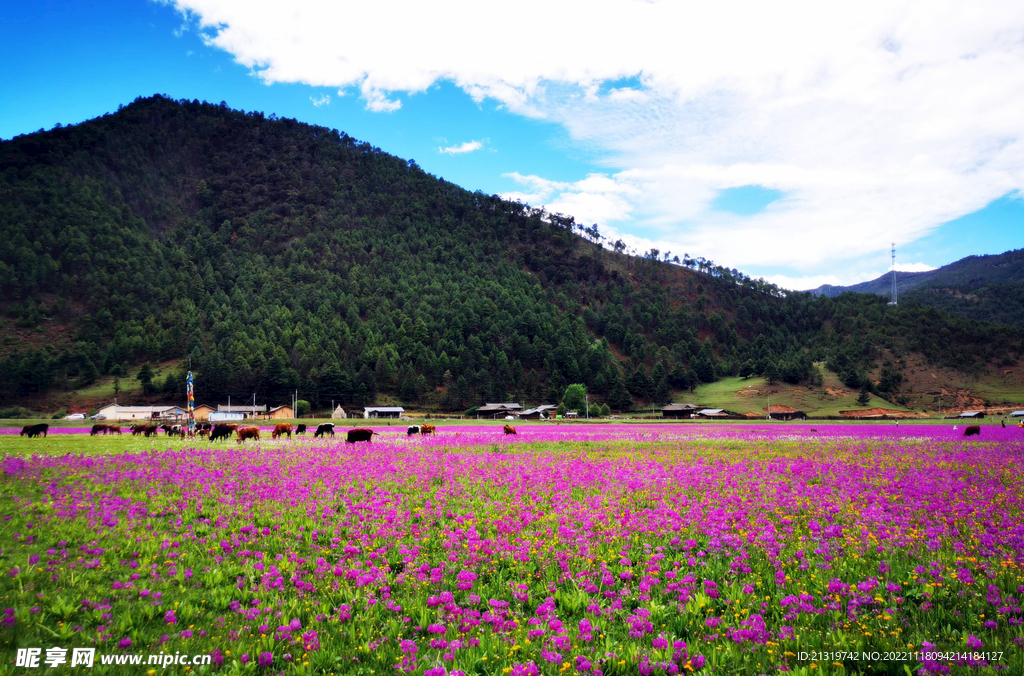 泸沽湖格桑花