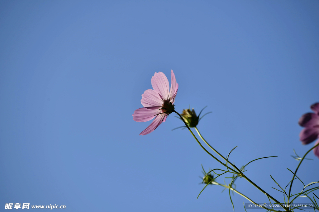 格桑花特写摄影