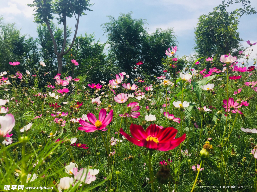 格桑花草地