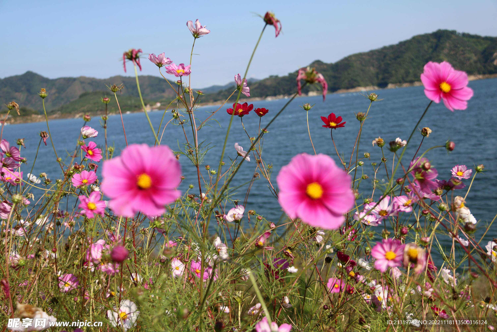 湖边的格桑花