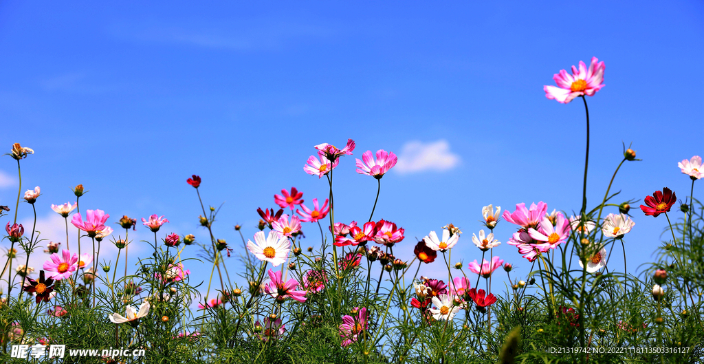 格桑花摄影图