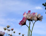 格桑花图片