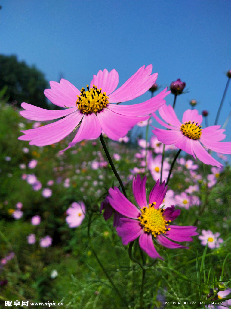 格桑花