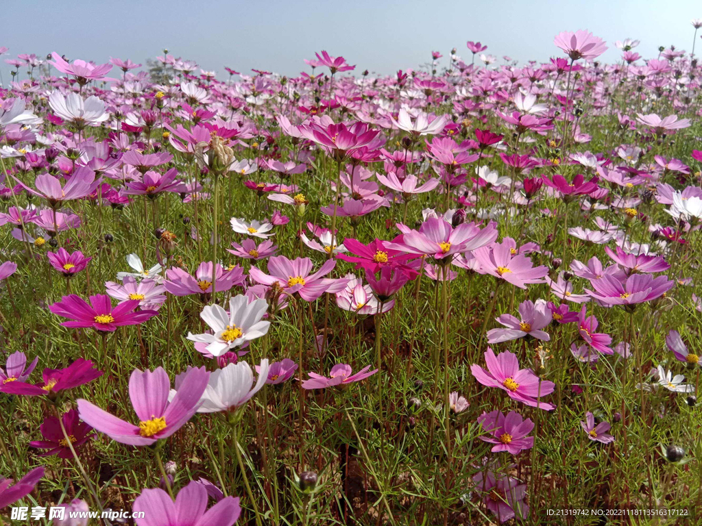 格桑花图片