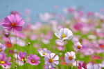 格桑花高清图