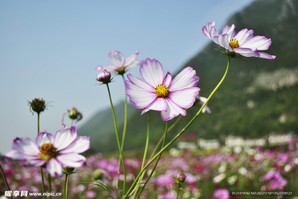 格桑花高清图