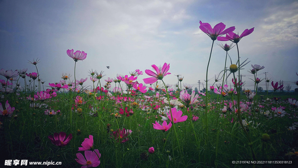 格桑花蓝天摄影