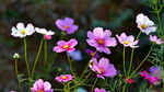 格桑花高清图