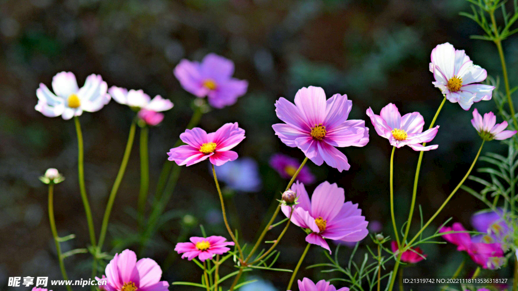 格桑花高清图