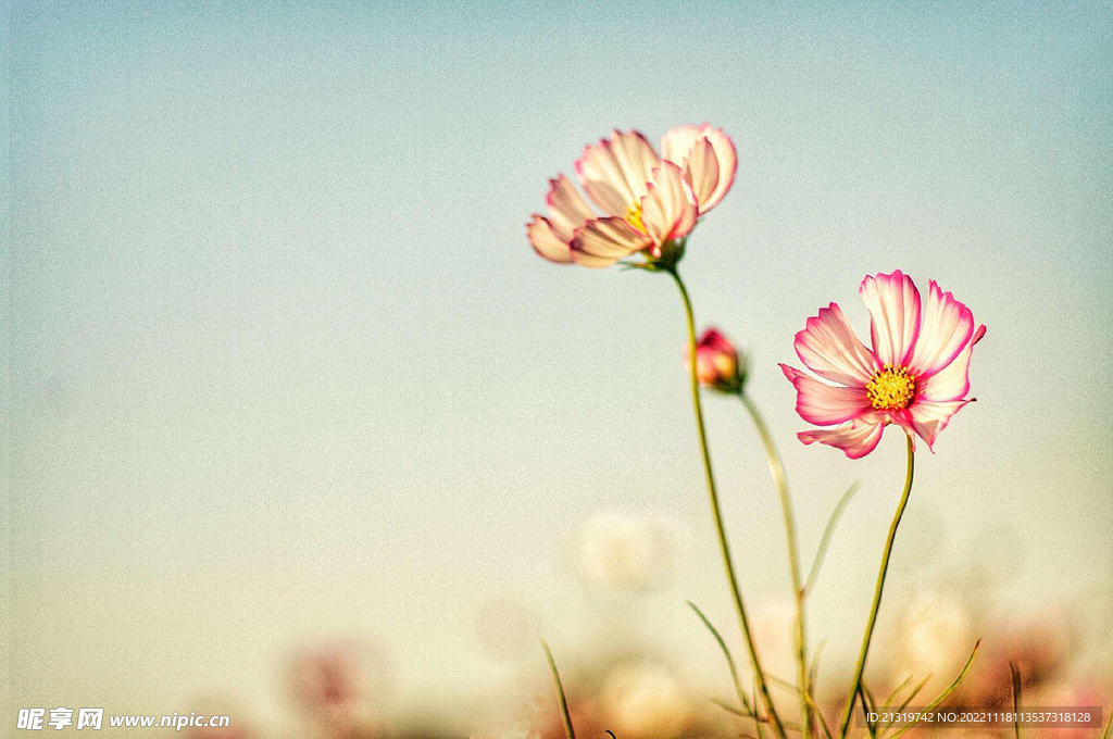 格桑花素材图