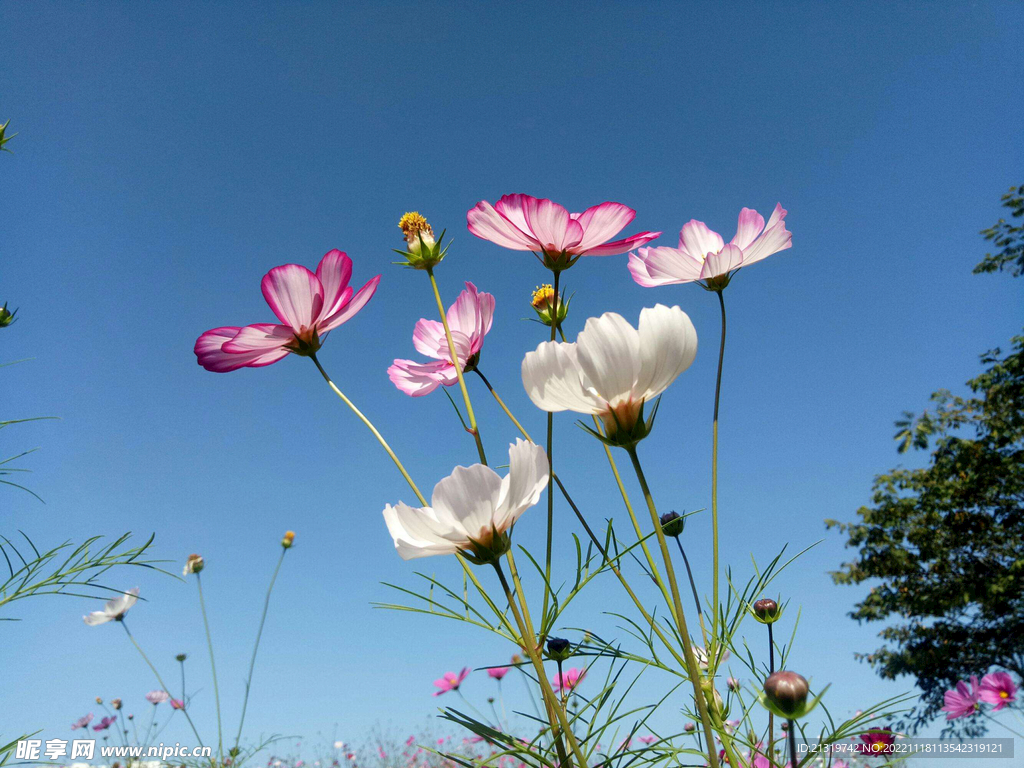 格桑花摄影图