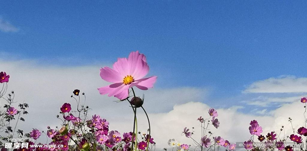 蓝天格桑花