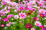 格桑花高清图