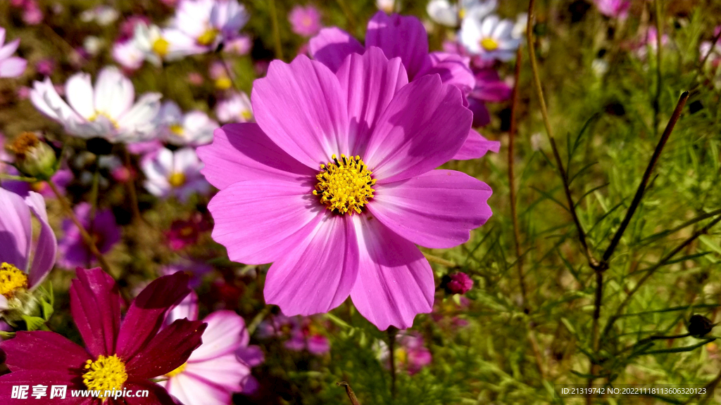 格桑花高清图