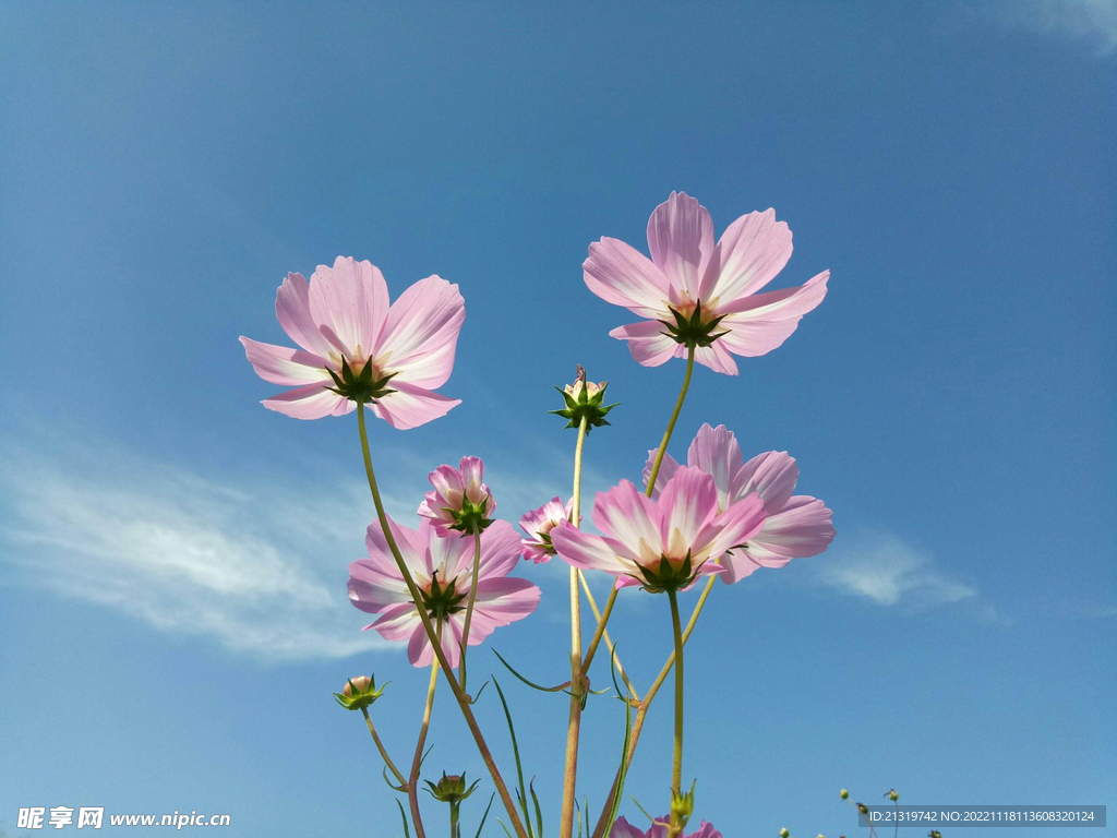 格桑花图片