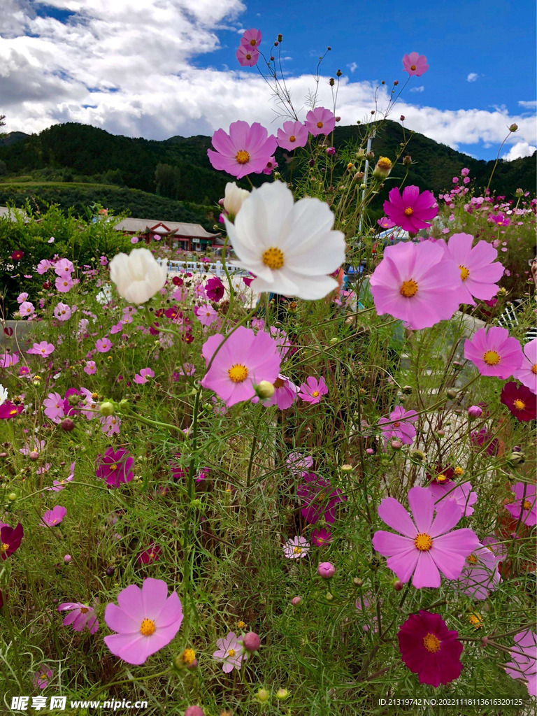 格桑花蓝天摄影