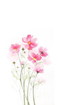 格桑花素材
