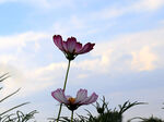 格桑花特写